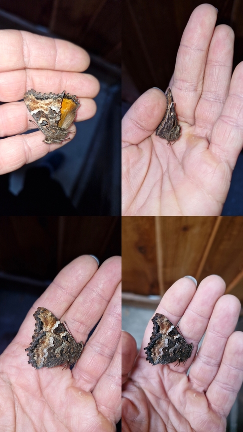 California tortoiseshell  Butterfly,California tortoiseshell,Geotagged,Nymphalis californica,United States