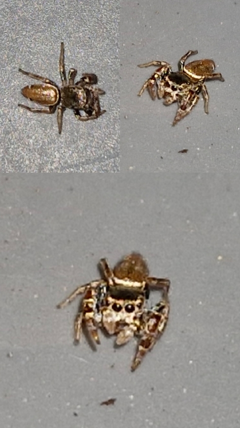 buttonhook leafbeetle jumping spider Found this tiny guy hanging around old empty containers of cat food. It wasn&#039;t alone. There was another jumping spider nearby.  Geotagged,Sassacus vitis,United States,buttonhook leafbeetle jumping spider