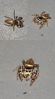 buttonhook leafbeetle jumping spider Found this tiny guy hanging around old empty containers of cat food. It wasn't alone. There was another jumping spider nearby.  Geotagged,Sassacus vitis,United States,buttonhook leafbeetle jumping spider