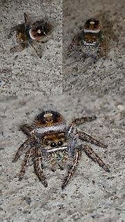Phidippus californicus I found it near the buttonhook leafbeetle jumping spider. Geotagged,Phidippus californicus,United States,jumping spider