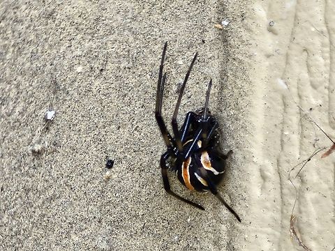 Immature western black widow female  Fall,Geotagged,Latrodectus hesperus,United States,Western Black Widow,Western black widow,female