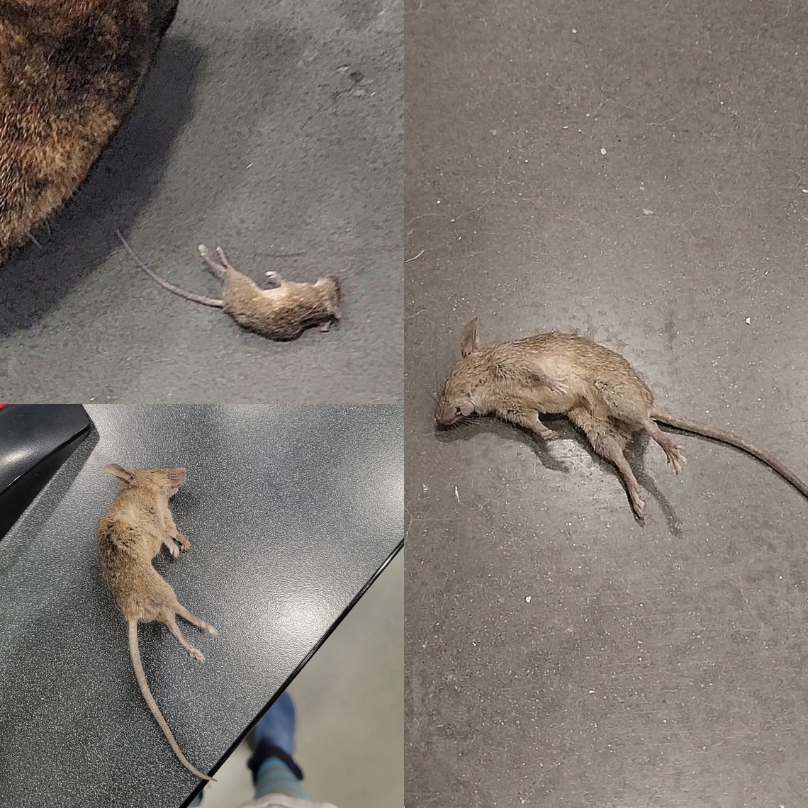 Employee of the month.  Hint: not the mouse.  Geotagged,Mus musculus,United States,house mouse