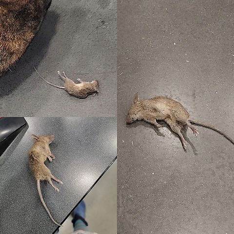 Employee of the month.  Hint: not the mouse.  Geotagged,Mus musculus,United States,house mouse