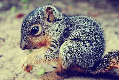 Baby Squirrel Eating Soy Beans Baby Squirrel Eating Soy Beans Fox squirrel,Sciurus niger