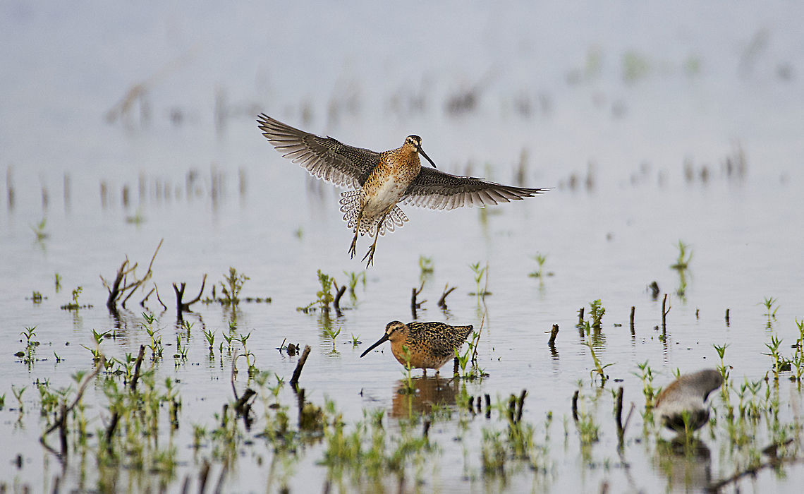 Short-billed Dowitcher In flight  Geotagged,Limnodromus griseus,Short-billed dowitcher,United States