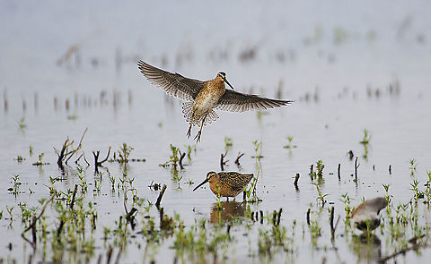 Short-billed Dowitcher In flight  Geotagged,Limnodromus griseus,Short-billed dowitcher,United States