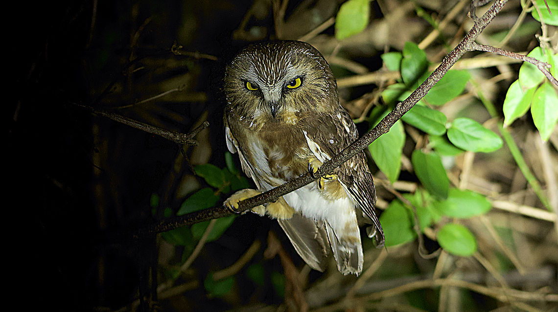 Northern Saw-whet Owl Night photo  Aegolius acadicus,Northern saw-whet owl