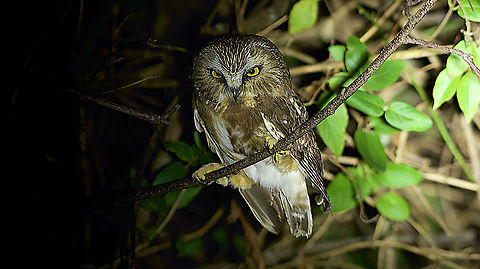 Northern Saw-whet Owl Night photo  Aegolius acadicus,Northern saw-whet owl
