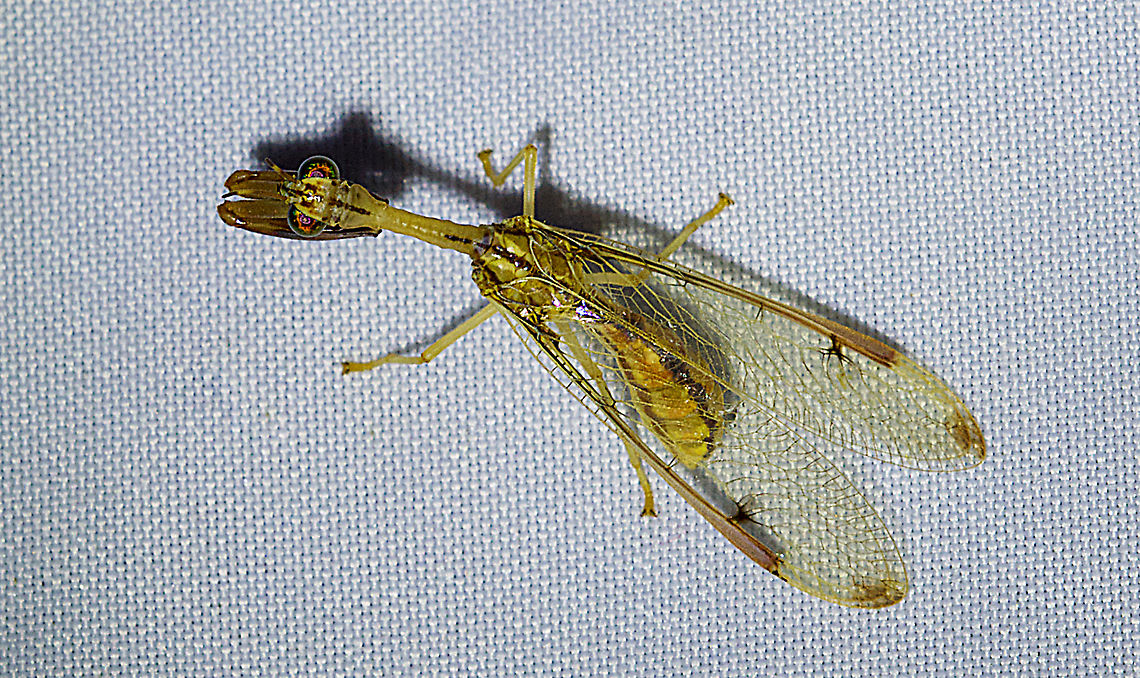 Four-spotted Mantisfly Night Distant Macro Photography Dicromantispa interrupta,Four-Spotted Mantisfly