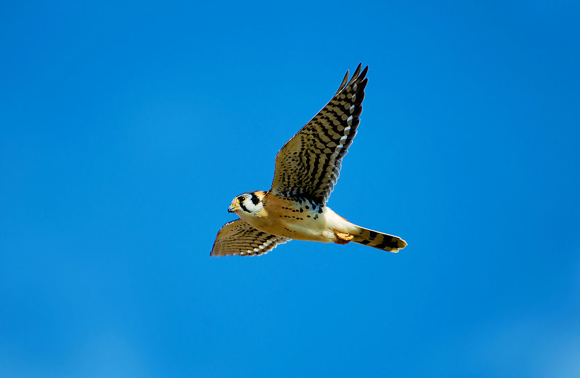 American Kestrel  American Kestrel,Falco sparverius