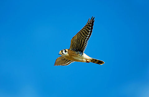 American Kestrel  American Kestrel,Falco sparverius