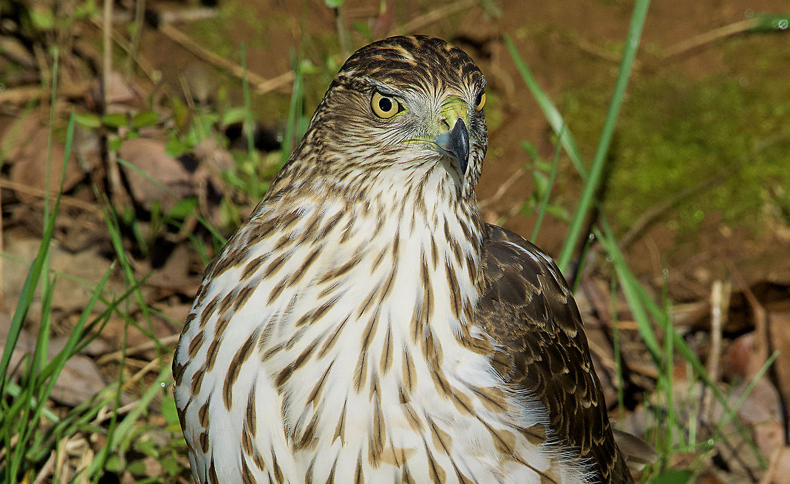 Cooper’s Hawk  Accipiter cooperii,Coopers hawk