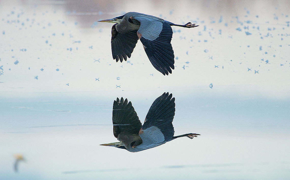 Great Blue Heron Over Ice Ardea herodias,Great blue heron