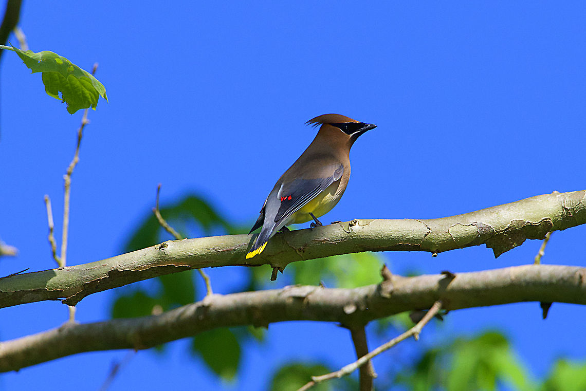 Cedar Waxwing  Bombycilla cedrorum,Cedar Waxwing