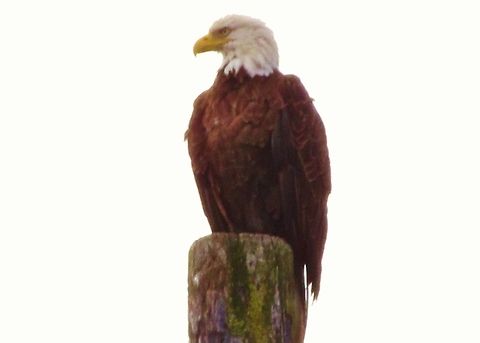 Eagle Alaska Bald Eagle,Haliaeetus leucocephalus