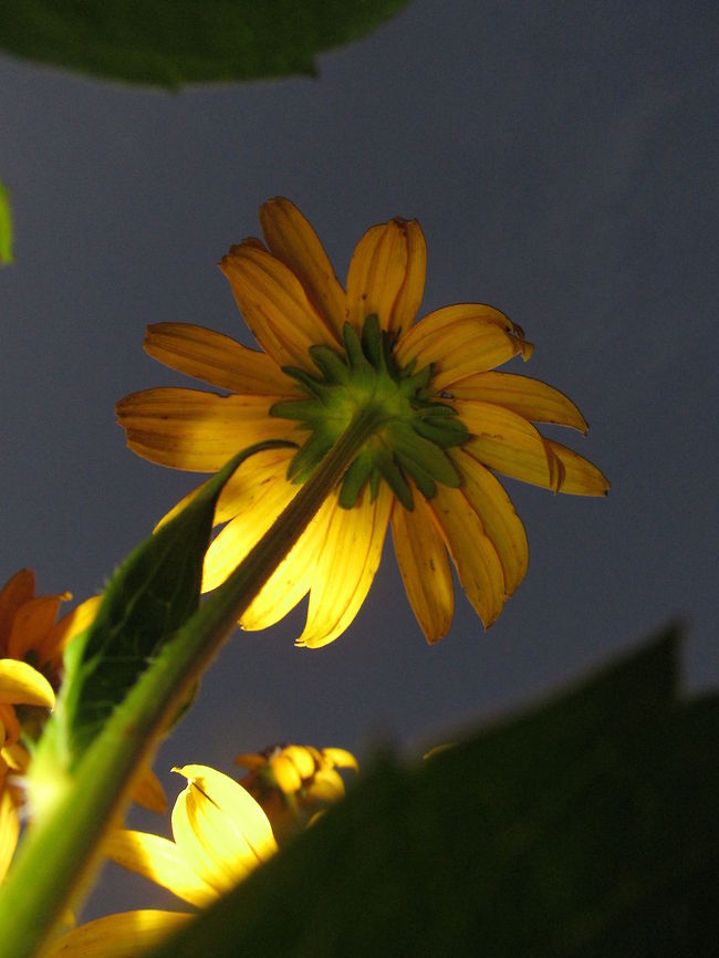 Raising Black-Eyed Susan  Black-eyed Susan,Rudbeckia hirta
