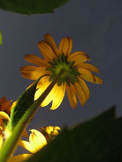 Raising Black-Eyed Susan  Black-eyed Susan,Rudbeckia hirta