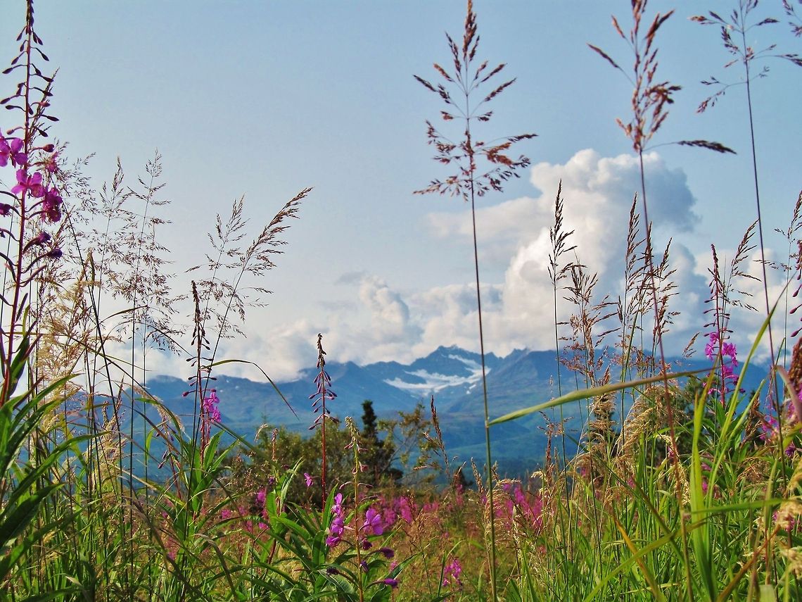 Dragonfire Alaska  Chamaenerion angustifolium,Chamerion angustifolium,Rosebay Willowherb or Fireweed,Rosebay willowherb or fireweed