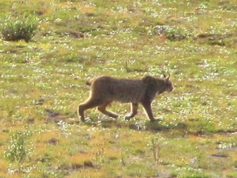 Prowling Lynx Alaska Eurasian Lynx,Lynx lynx