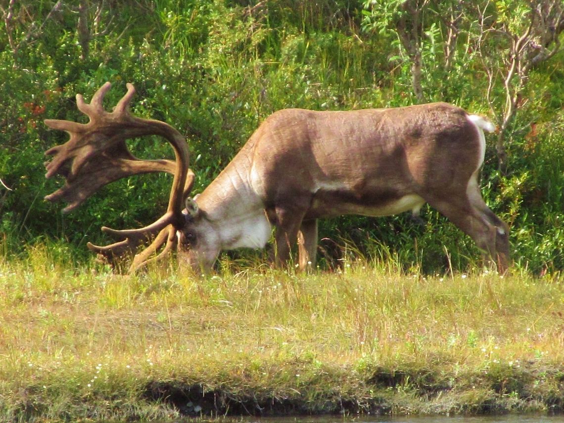 Eating Caribou Alaska Rangifer tarandus,Reindeer