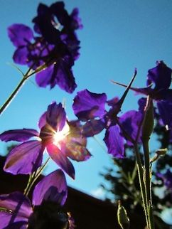 Purple Glow Alaska Flowers