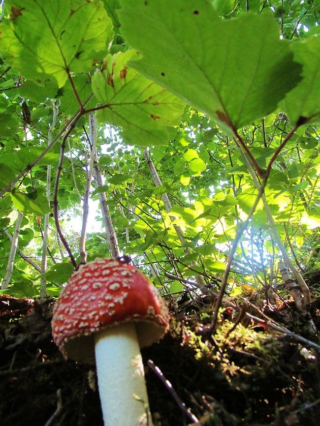 Fairytale Mushroom Alaska Amanita muscaria,Fly agaric