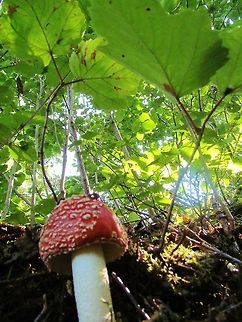 Fairytale Mushroom Alaska Amanita muscaria,Fly agaric