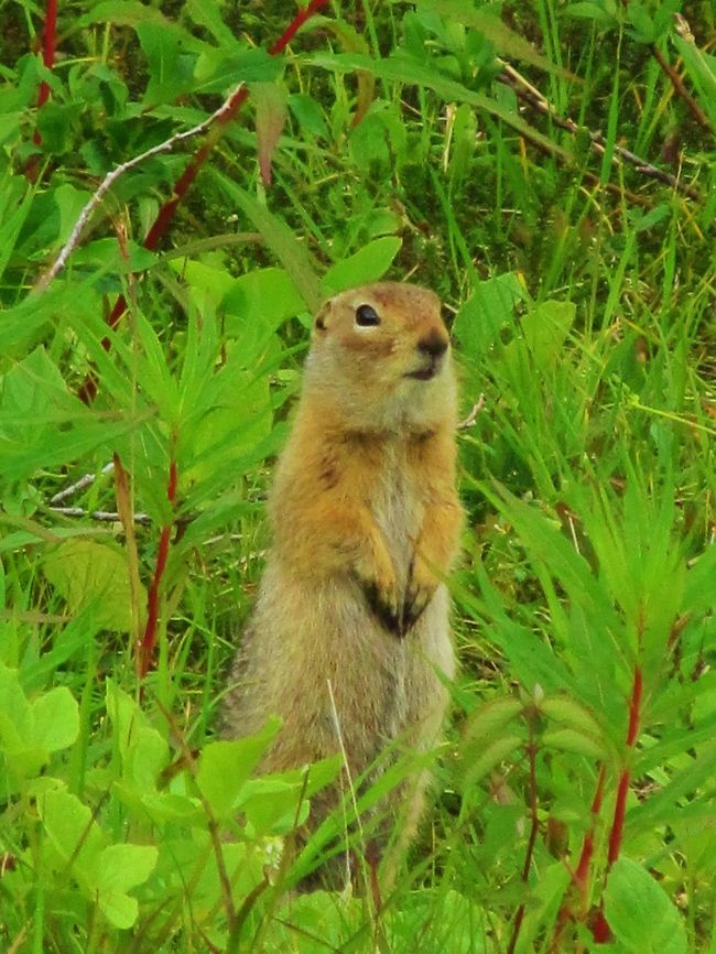 Ground Squirrel Alaska Black-tailed prairie dog,Cynomys ludovicianus