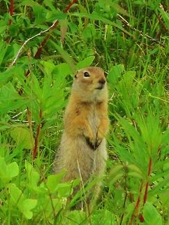 Ground Squirrel Alaska Black-tailed prairie dog,Cynomys ludovicianus