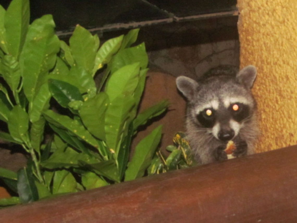 Hungry Raccoon in Mexico Mexico Procyon lotor,Raccoon