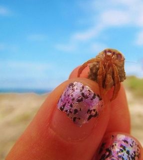 Little Hermit Crab Cozumel, Mexico