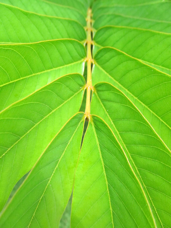 Green Glow Mexico