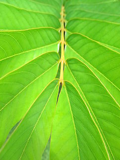 Green Glow Mexico