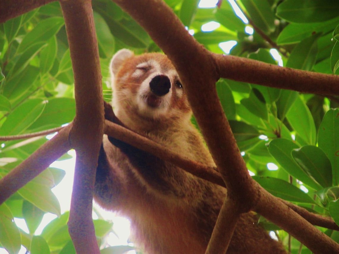 Kissing Coati Taken in Mexico Nasua narica,White-nosed coati