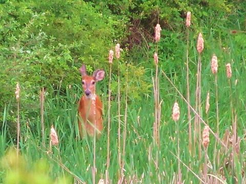 Deer  Odocoileus virginianus,White-tailed Deer