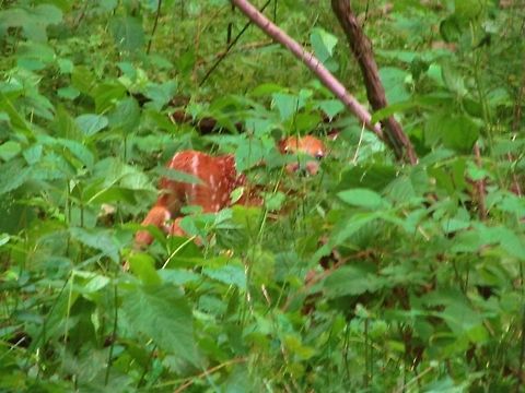 Scared Fawn  Odocoileus virginianus,White-tailed Deer