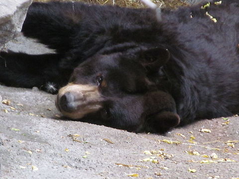 Wishing Bear  American black bear,Ursus americanus