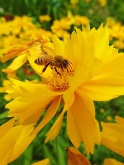 Yellow Honey Bee  Apis mellifera,Western honey bee
