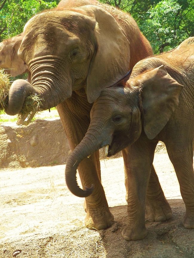 Share, Mom! Elephants African bush elephant,Loxodonta africana