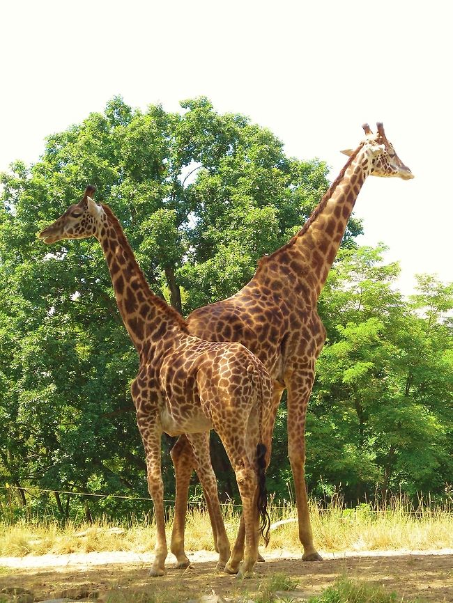 Who's Taller? Giraffes Giraffa camelopardalis,Giraffe