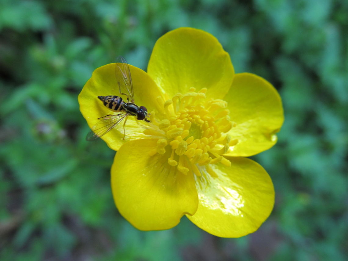 Buttercup flower fly  Toxomerus geminatus,Toxomerus marginatus