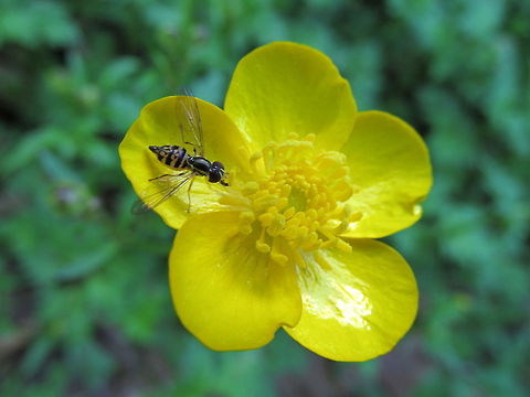 Buttercup flower fly  Toxomerus geminatus,Toxomerus marginatus