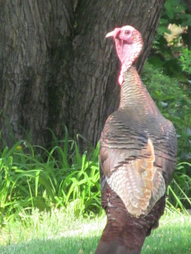 Shining Turkey  Meleagris gallopavo,Wild Turkey