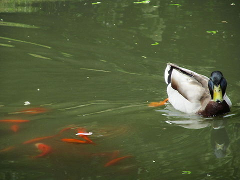 Swimming Duck and Coy Fish  Anas platyrhynchos,Mallard