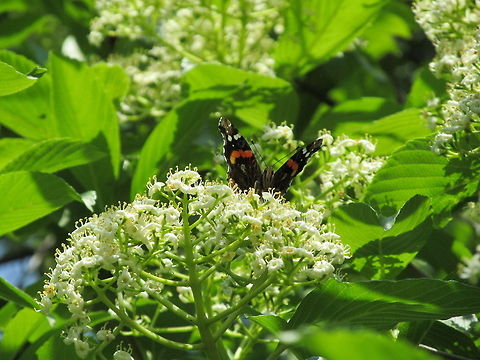 Peeking butterfly  Red Admiral,Vanessa atalanta