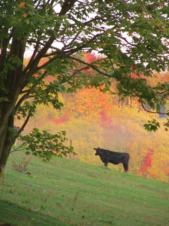 Moo! Cow on farm during fall Bos primigenius taurus,Cattle