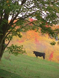 Moo! Cow on farm during fall Bos primigenius taurus,Cattle