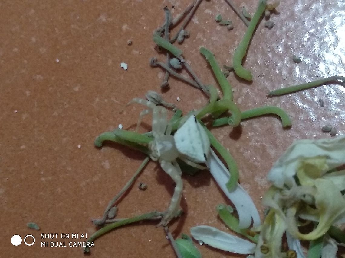 IMG_20210601_100128  Geotagged,India,Mecaphesa asperata,Northern Crab Spider,Spring