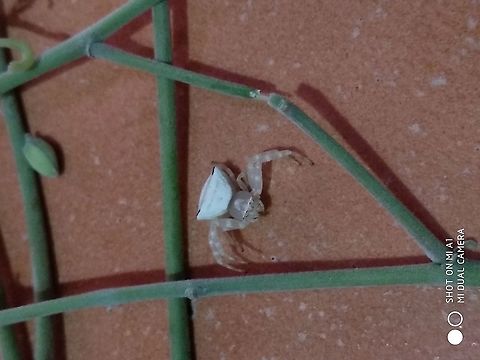 IMG_20210601_095409 Thomisus onustus from Mumbai,India Geotagged,India,Spring,Thomisus onustus