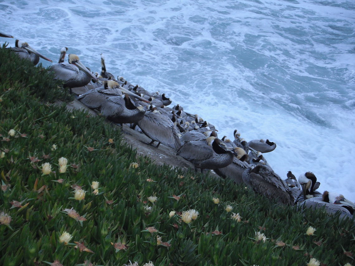 Brown Pelicans San Diego CA by Leyna_Stemle_MO,USA  Brown Pelican,Geotagged,Pelecanus occidentalis,United States